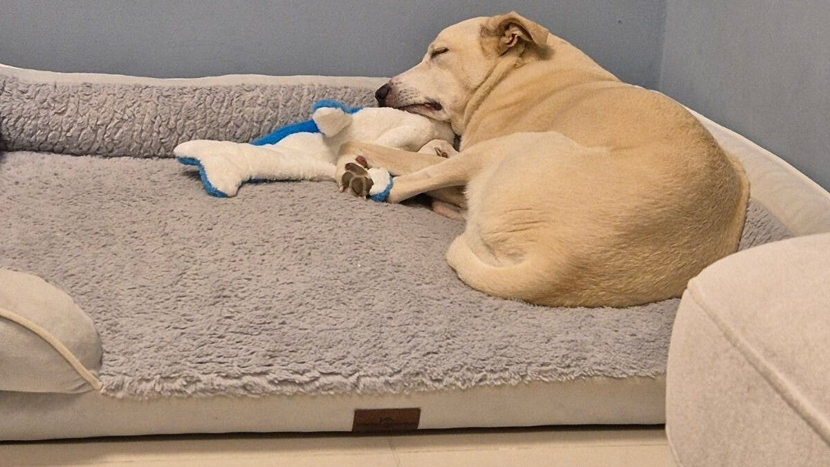 Dog lying on a large pet bed with a blue dolphin dog toy inside.