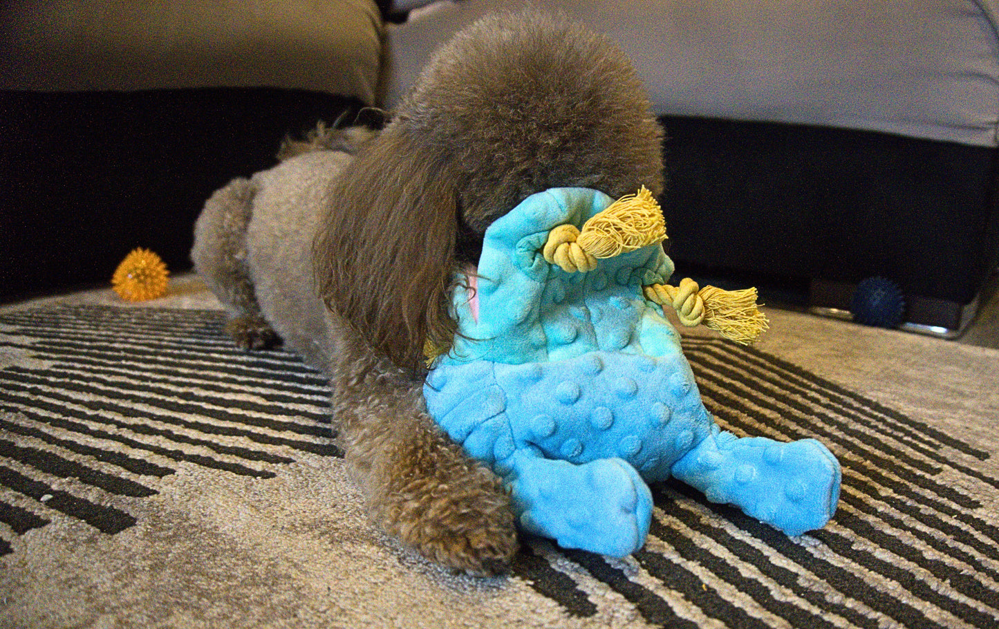 Dog playing with a blue hippo plush toy on a carpeted floor.